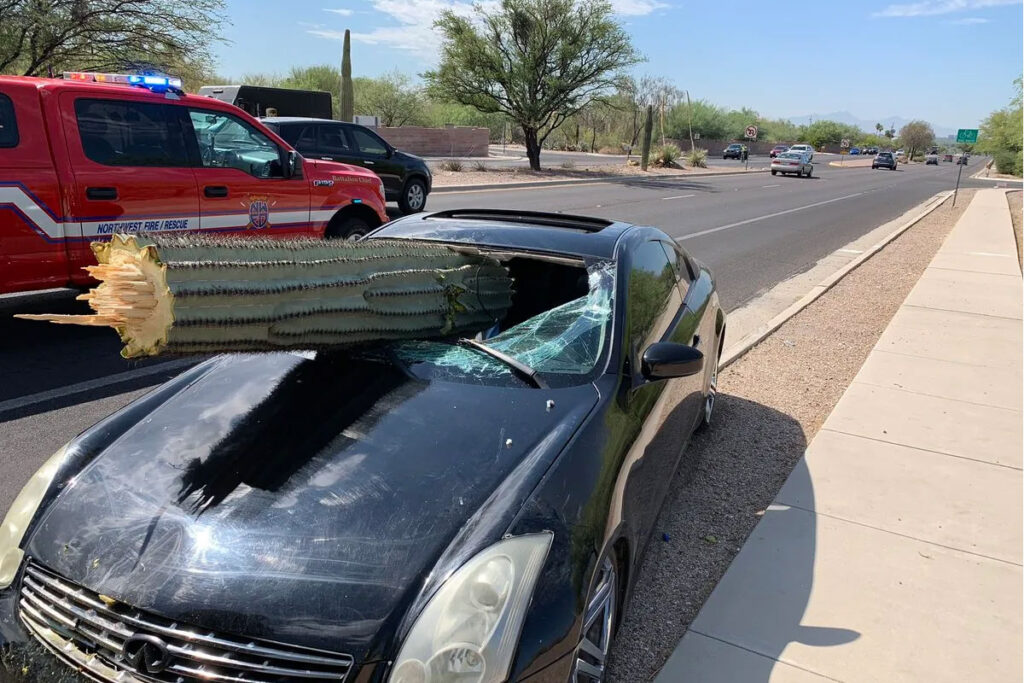 Scene showing a saguaro cactus through the windshield of a car.